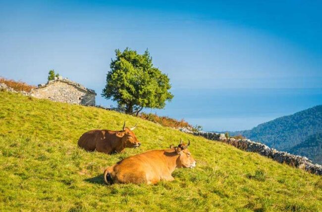 Asturias abona 91 millones de las ayudas de la PAC de 2025