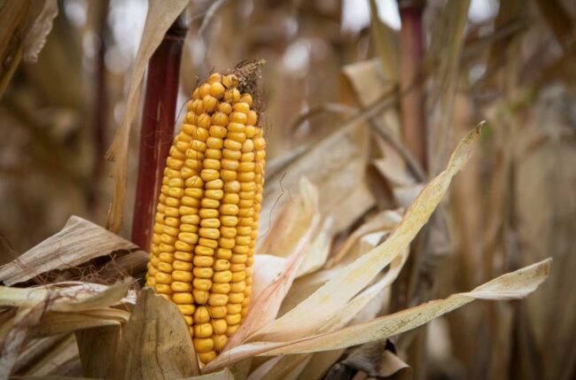 Estado de México entrega apoyos a mil productores de maíz | El Digital de Asturias Estado de México entrega apoyos a mil productores de maíz